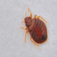 Bed Bugs Control Adelaide image 1